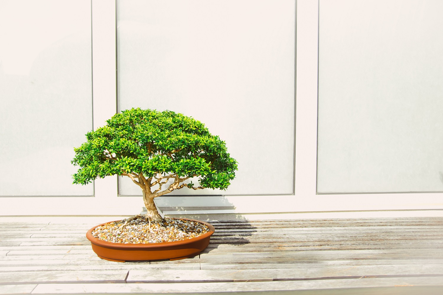 Learn the Art of Bonsai: Check Out These Free Online Courses